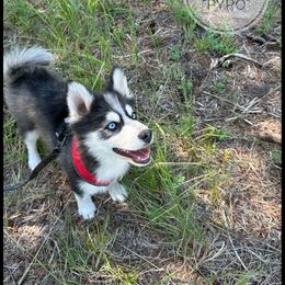 Runamok Don't Play With Matches (Pyro) - Wolf sable male Pomsky puppy in St. Maries, Idaho from Runamok Farm