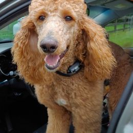 Labrador Retrievers and Poodles from Riven Rock Kennel