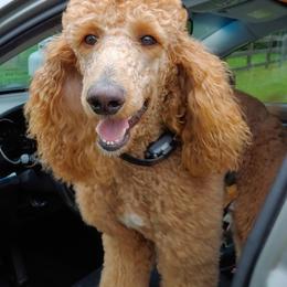 Labrador Retrievers and Poodles from Riven Rock Kennel