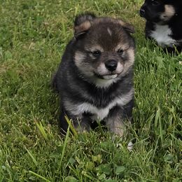 Shiba Inu Puppies from Muddy Rock Farm