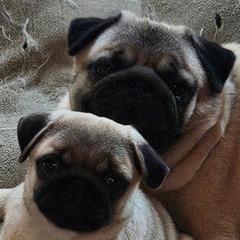 Pugs from Kashmir Pugs