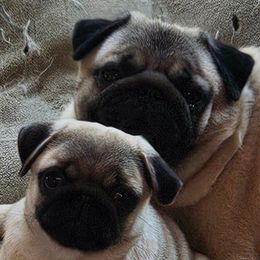 Pugs from Kashmir Pugs