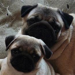 Pugs from Kashmir Pugs