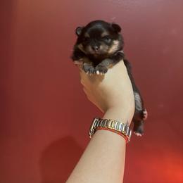 Maple - Black and tan female Pomeranian puppy in Lillington, North Carolina from Dignified Poms