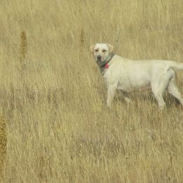 Labrador Retrievers from Stephanie's Labrador Retrievers