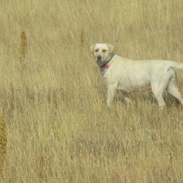 Labrador Retrievers from Stephanie's Labrador Retrievers