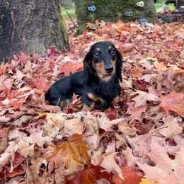 Dahlia - Dachshund