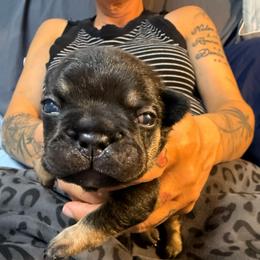 Black and tan tri color boy 2 - Black and tan male French Bulldog puppy in Spanaway, Washington from Frog Faced Frenchies