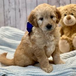 Peanut - Cream male Goldendoodle puppy in The Woodlands, Texas from Gracie's Goldendoodles and Bernedoodles