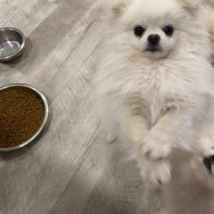 Rain - Pomeranian