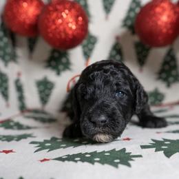 Shade - Black male Poodle puppy in Spring Branch, Texas from Mezzo Poodles