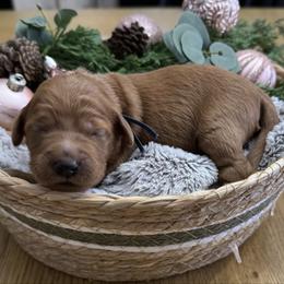 Schroeder (Blue Collar) - Red  male Goldendoodle puppy in Bay City, Texas from Charming Doods