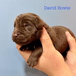 David Bowie - Brown male Newfoundland puppy in Tully, New York from Bear Paw Newfoundlands