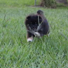 Pomeranian Puppies from PepperJack Poms