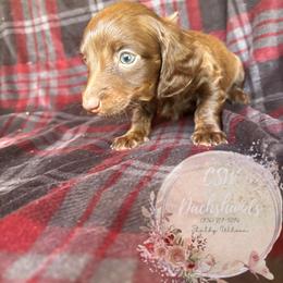 Dachshund Puppies from CSW Dachshunds