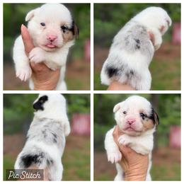 MisMark Merle 1700 - Blue merle and white female American Corgi puppy in Nashville, Arkansas from Whisenhunt Farms