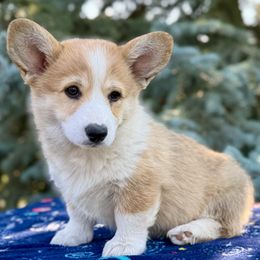 Lolly - White and fawn female Pembroke Welsh Corgi puppy in Saint Ignatius, Montana from Rustic Barn Kennels
