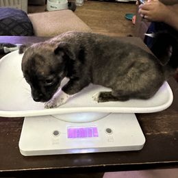 Chihuahua and Poodle Puppies from Garrett’s Chihuahuas and Poodles