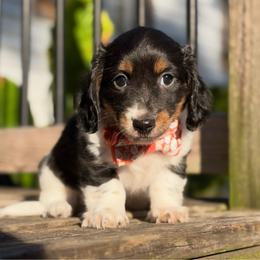 Nacho - Piebald male Dachshund puppy in Duncanville, Alabama from Bear Creek