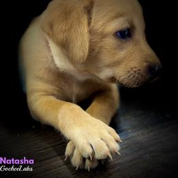Labrador Retriever Puppies from Gochee Labs