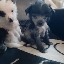 Chinese Crested puppies from Sakkarra Chinese Crested Dogs and Art