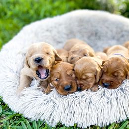 Golden Retriever Puppies from Salty Goldens