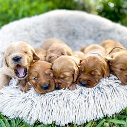 Golden Retriever Puppies from Salty Goldens