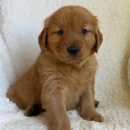 Emerson - Dark golden male Golden Retriever puppy in La Verne, California from 4LoveofGoldens