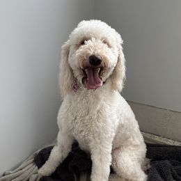 Evie - Goldendoodle