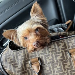 Brownie  - Yorkshire Terrier