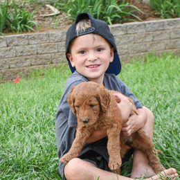 Goldendoodle and Sheepadoodle Puppies from Dewey Doodles