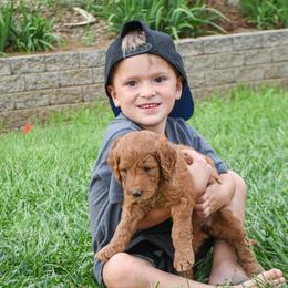Goldendoodle and Sheepadoodle Puppies from Dewey Doodles