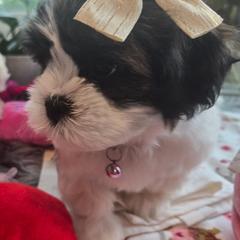 Coral Collar- Coral - Black and white female Shichon puppy in Upland, California from IDREAMOFPUPPIES