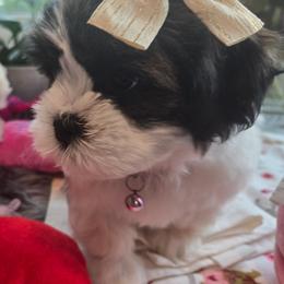 Coral Collar- Coral - Black and white female Shichon puppy in Upland, California from IDREAMOFPUPPIES