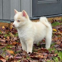 Chai - White male Pomsky puppy in Spokane, Washington from CJ White's Poms and Pomskies
