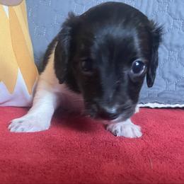 Echo - Piebald female Dachshund puppy in Sharon Springs, New York from Show Us The Way Homestead