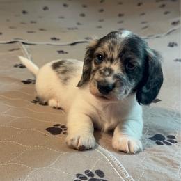Rob - Dapple male Dachshund puppy in Avinger, Texas from Lone Star Longhair Dachshunds