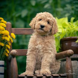Goldendoodle Puppies from Columbia River Doodles