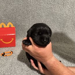 Carl - Black male Labrador Retriever puppy in Lancaster, South Carolina from Tidal Retrievers