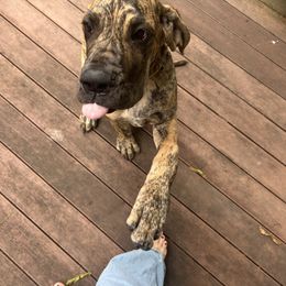 Suki - Great Dane