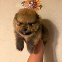 Everett - Orange sable male Pomeranian puppy in Ector, Texas from BB Pomeranians