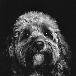 Cavapoo All Grown Up from Horton & Co. Cavapoos