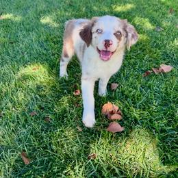 Caspian - Red merle male Miniature Australian Shepherd puppy in California from Eagle River Aussies