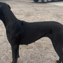 Great Danes from Super Nova Danes