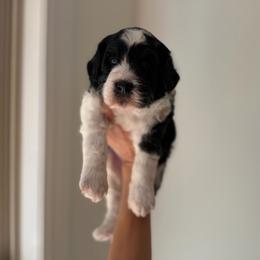 Cici - Tri-color female Bernedoodle puppy in Travelers Rest, South Carolina from Doodles of Love Labradoodles