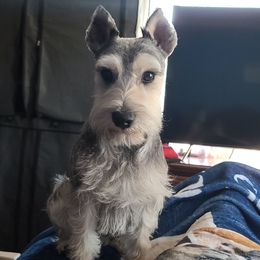 Archie - Miniature Schnauzer
