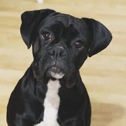 Bernedoodles, Boxers, and Poodles from Dakota Prairie Pups