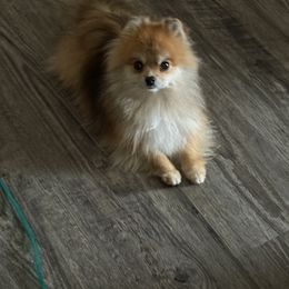 HONEY - Pomeranian