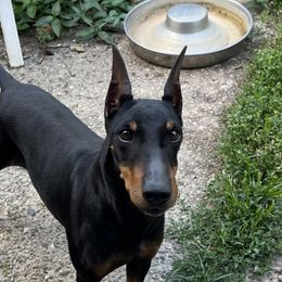 Lace - Manchester Terrier