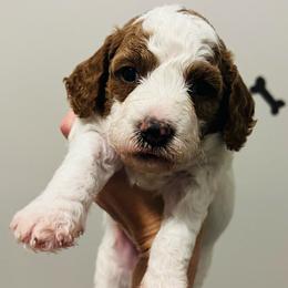 Winter - Parti female Goldendoodle puppy in Bradenton, Florida from Christianna’s Mini Goldendoodles